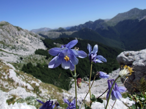 Aquilegia magellensis /  Aquilegia magellense